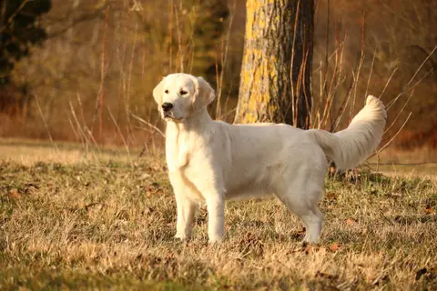 Miley Dämmerung 1 Miley Dämmerung 1