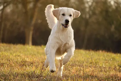 Miley Dämmerung Rennend Miley Dämmerung Rennend