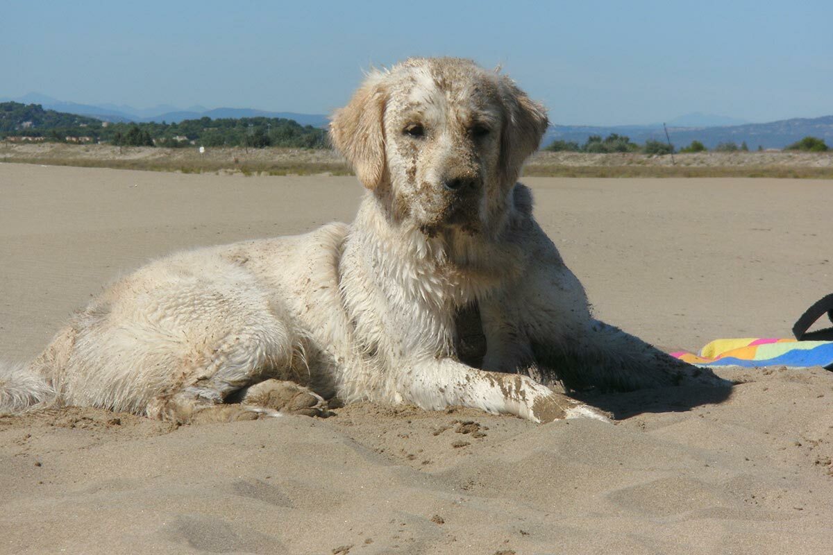 Lissy voll mit Sand