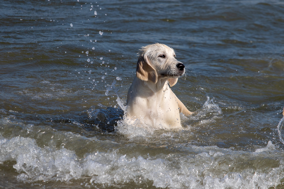 Miley im Wasser