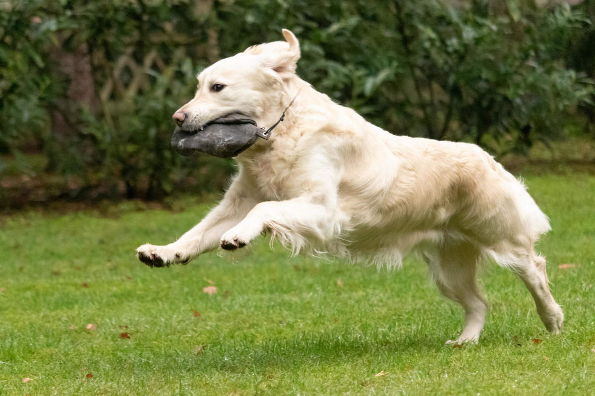 Summer Rennen mit Dummy