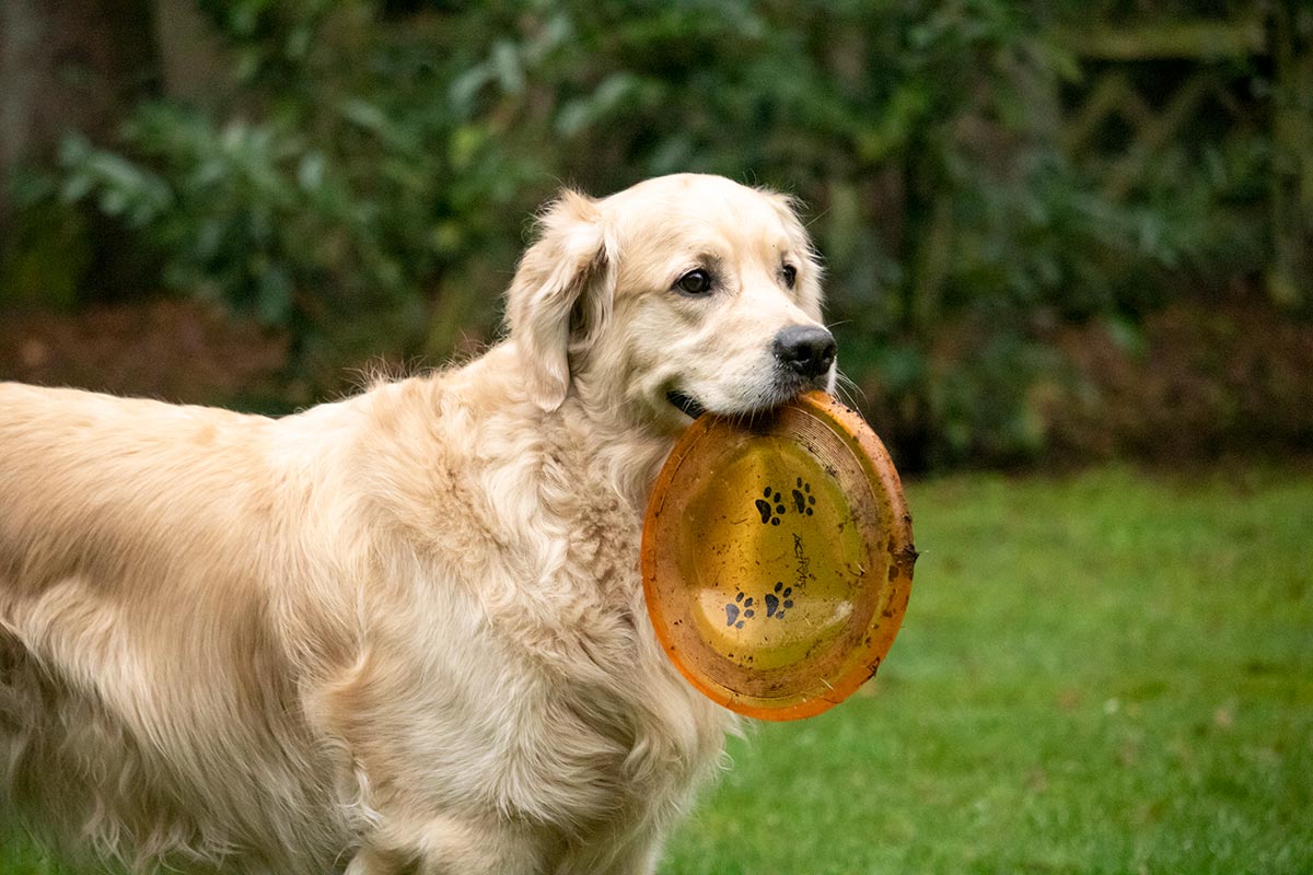 Slogan mit Frisbee