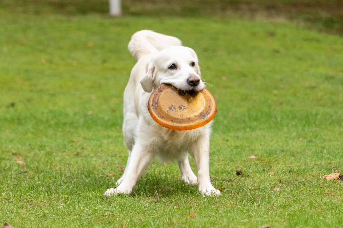 Lissy Frisbee