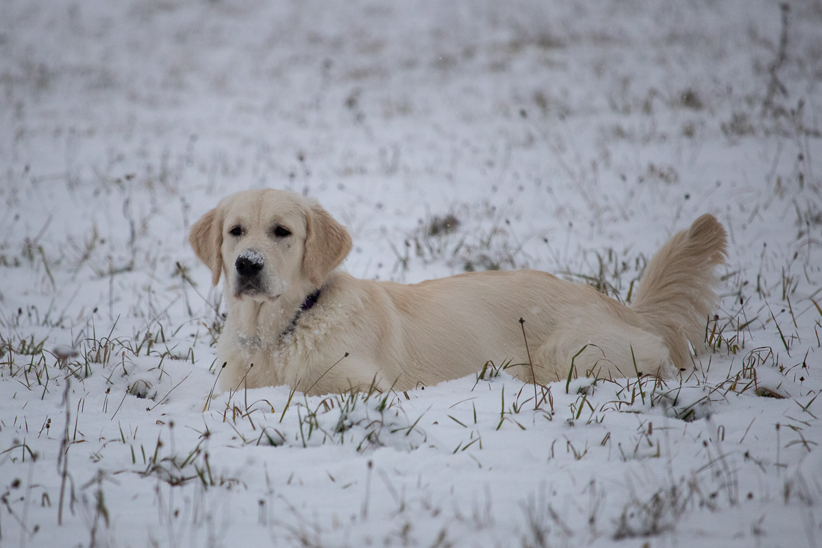 Miley im Schnee 1