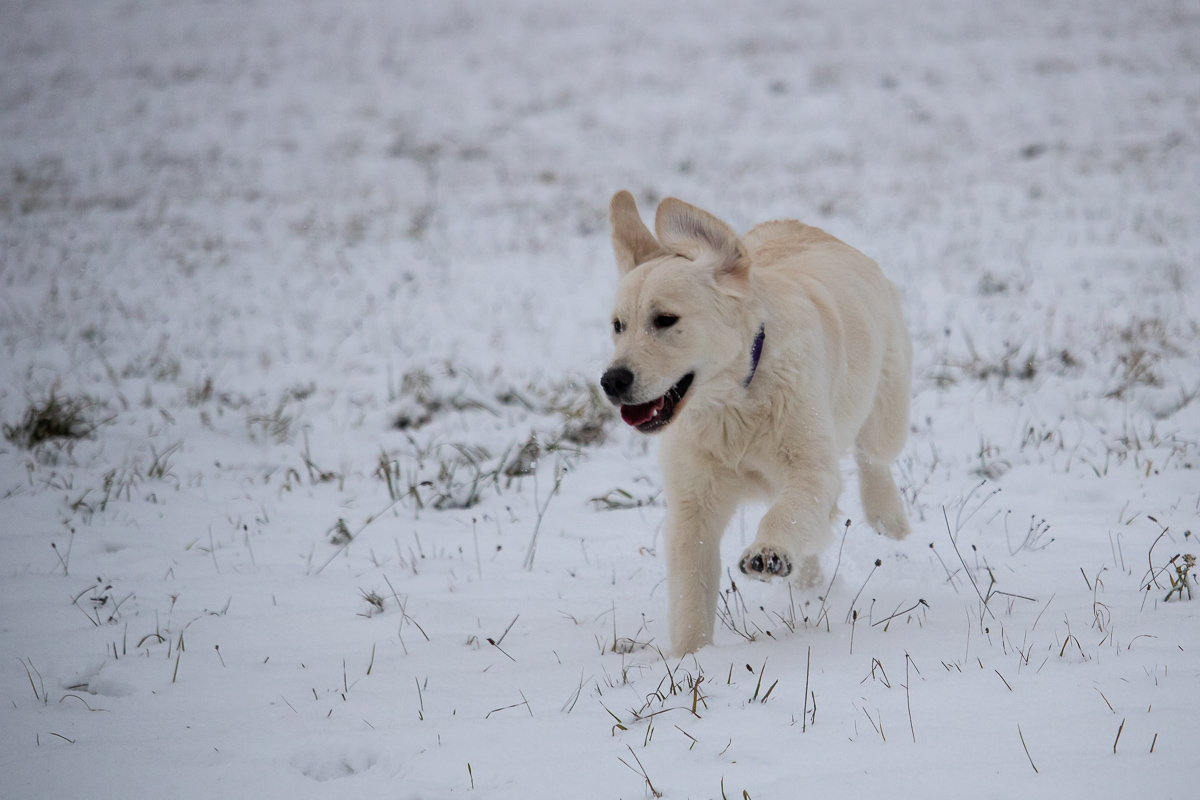 Miley im Schnee 2