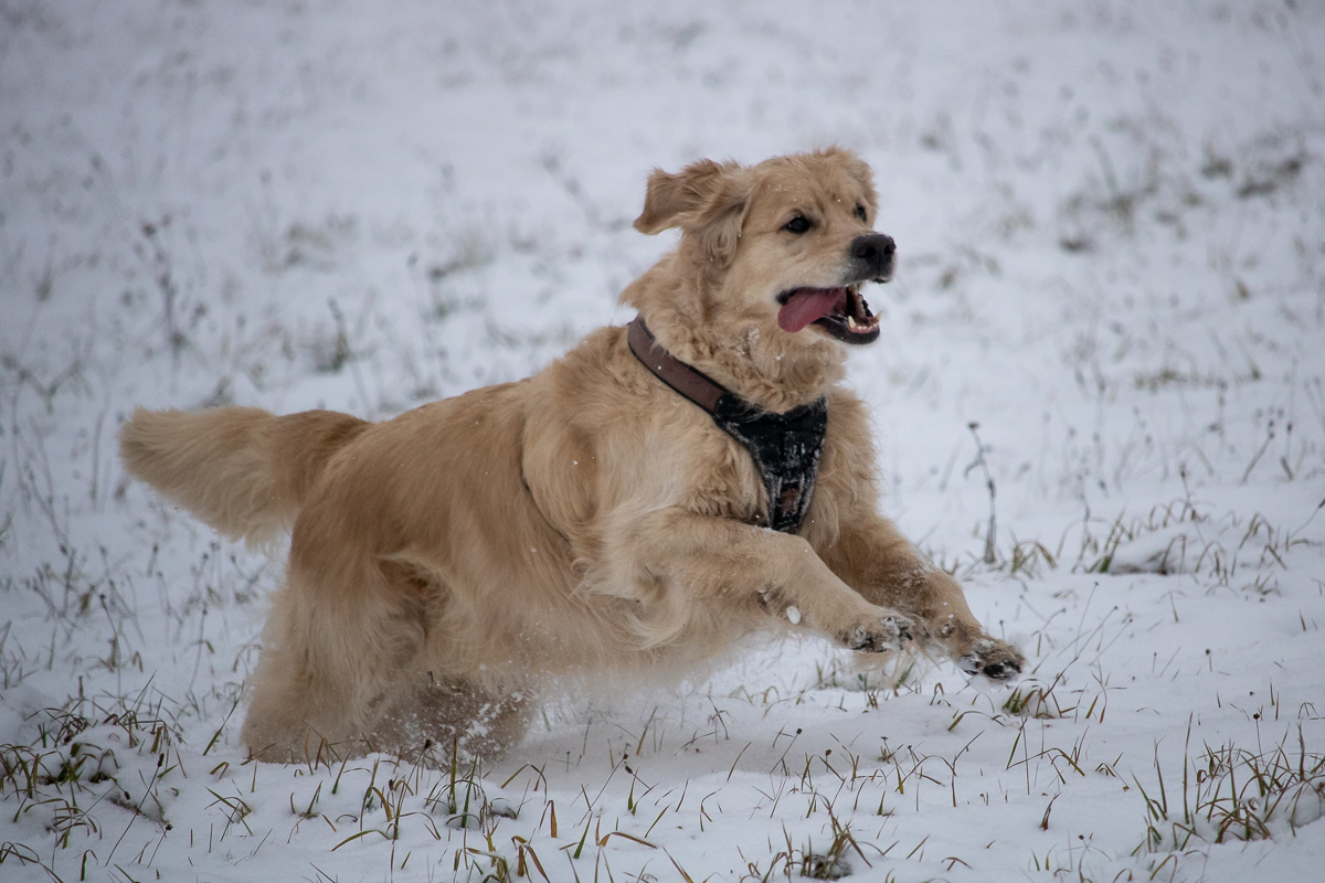 Logan im Schnee