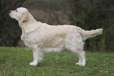 Sienna Stand Sienna Stand