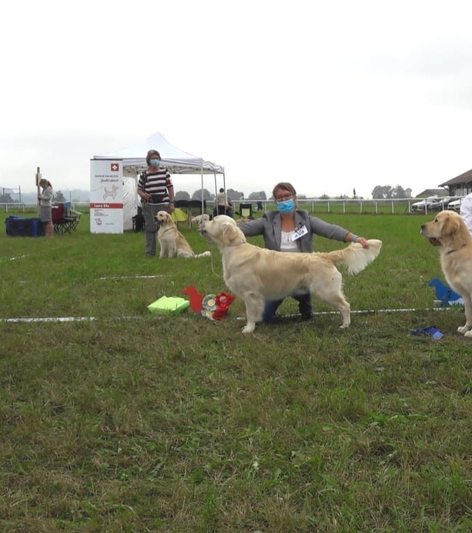 Dogshow Schweiz 2020 Anakin