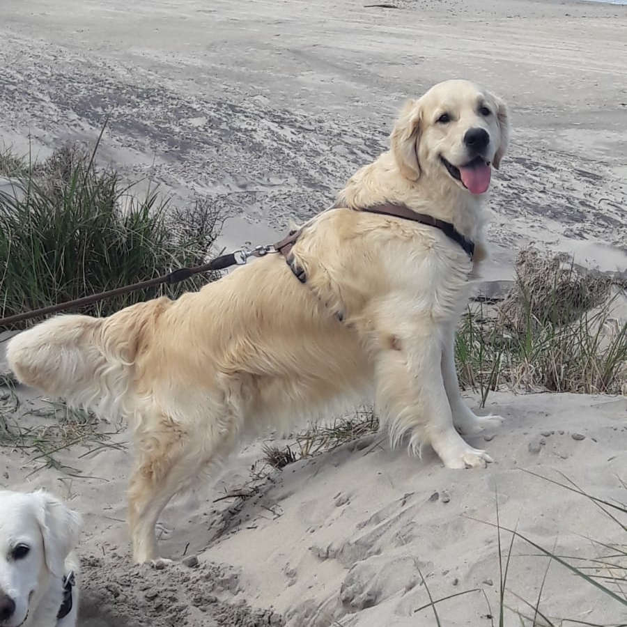 Logan am Strand 3